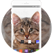 Theme for Videocon V1414 Cat Wallpaper